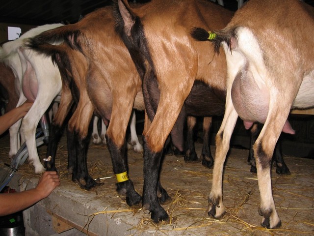 viedechevre08